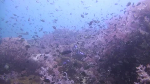Two spotted snapper at a beautiful coral reef clip 1 Stock Footage 20482669