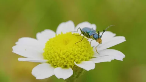 Two-spotted spider-beetle (Malachius bipustulatus) sitting on blooming flower Stock Footage 143749632