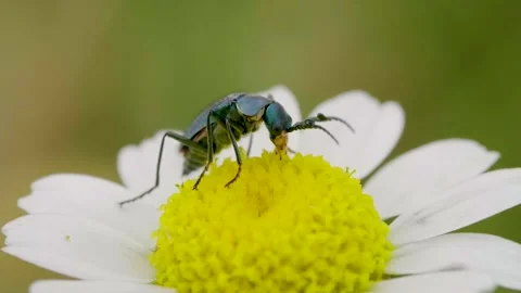 Two-spotted spider-beetle (Malachius bipustulatus) sitting on blooming flower Stock Footage 148296362