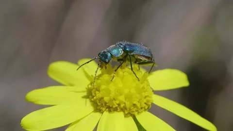 Two-spotted spider-beetle (Malachius bipustulatus) sitting on blooming flower Stock Footage 148296526