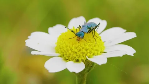 Two-spotted spider-beetle (Malachius bipustulatus) sitting on blooming flower Stock Footage 148296590