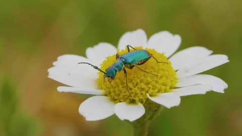 Two-spotted spider-beetle (Malachius bipustulatus) sitting on blooming flower Stock Footage 148533107
