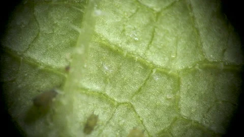 Two-spotted spider mite under a microscope, (Tetranychus urticae) crawling on Stock Footage 162683959