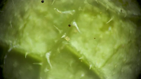 Two-spotted spider mite under a microscope, (Tetranychus urticae) crawling on Stock Footage 162684885