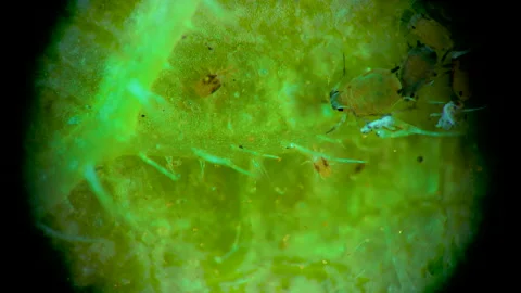 Two-spotted spider mite under a microscope, (Tetranychus urticae) crawling on Stock Footage 163718975
