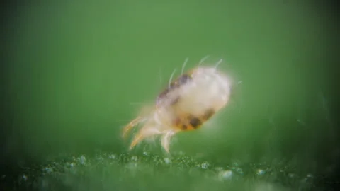 Two Spotted Spider Mite Under a Microscope, (Tetranychus Urticae) Crawling .. Stock Footage 301797218