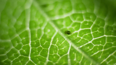 Two Spotted Spider Mite Under a Microscope, (Tetranychus Urticae) Crawling .. Stock Footage 301797235