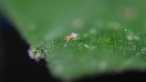 Two Spotted Spider Mite Under a Microscope, (Tetranychus Urticae) Crawling .. Stock Footage 301797533