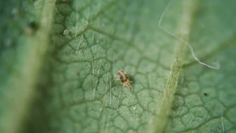 Two Spotted Spider Mite Under a Microscope, (Tetranychus Urticae) Crawling .. Stock Footage 301798272