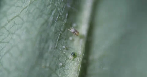 Two Spotted Spider Mite Under a Microscope, (Tetranychus Urticae) Crawling .. Stock Footage 301805505