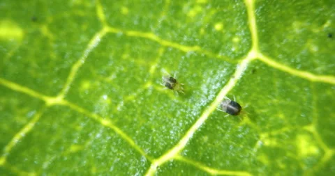 Two Spotted Spider Mite Under a Microscope, (Tetranychus Urticae) Crawling .. Stock Footage 301805568