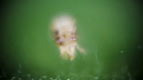 Two Spotted Spider Mite Under a Microscope, (Tetranychus Urticae) Crawling .. Stock Footage 306690683