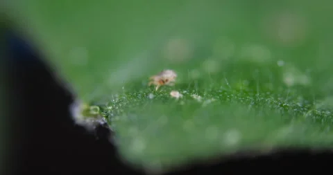 Two Spotted Spider Mite Under a Microscope, (Tetranychus Urticae) Crawling .. Stock Footage 307619840