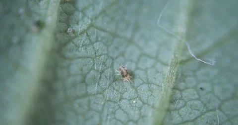 Two Spotted Spider Mite Under a Microscope, (Tetranychus Urticae) Crawling .. Stock Footage 308949816