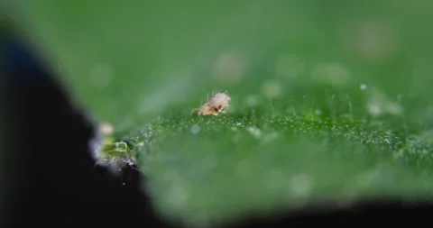 Two Spotted Spider Mite Under a Microscope, (Tetranychus Urticae) Crawling .. Stock Footage 310142689