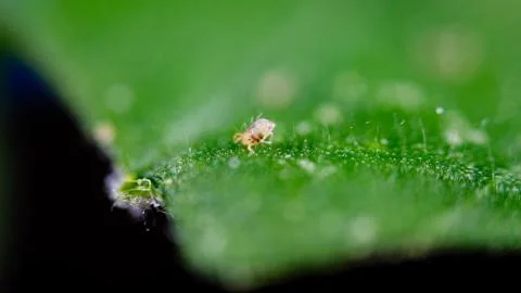 Two Spotted Spider Mite Under a Microscope, (Tetranychus Urticae) Crawling Foto stock