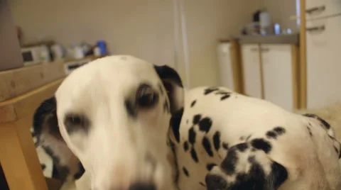 Two Spotty Dogs Stock Footage 64154668