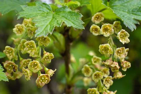 Two sprigs of blooming blackcurrant Stock Photos