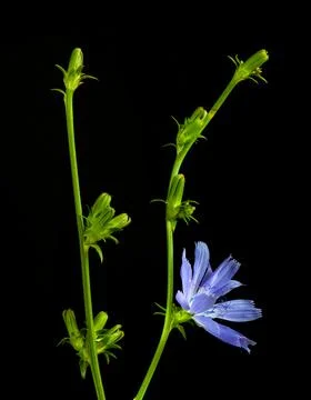 Two sprigs of chicory Stock Photos