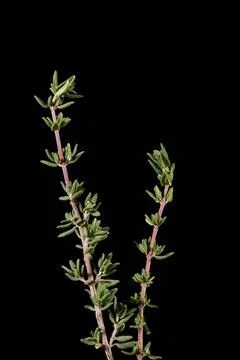 Two sprigs of spicy thyme on a plain black background. Cultivation of seasoni Stock Photos