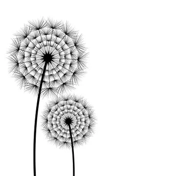 Two spring and summer flowers dandelions over white Ilustração Stock