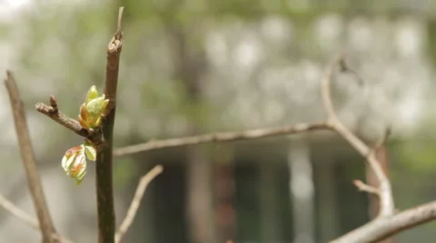 Two Spring Buds On A Twig In The Wind Vídeos de archivo 57802092