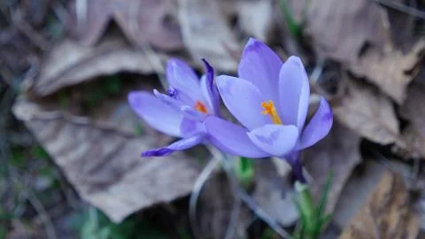 Two Spring crocus Stock Photos