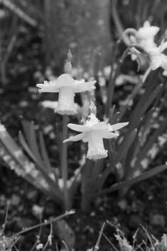 Two spring daffodils dusted with light snow Stock Photos