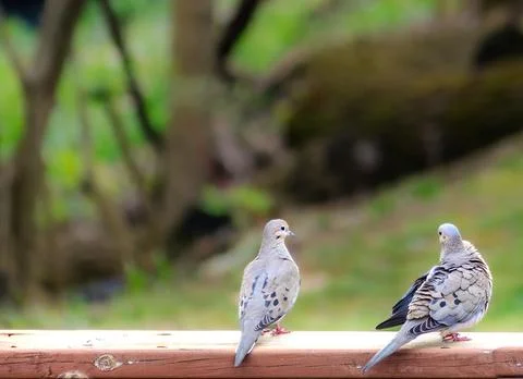 Two Spring Doves Stock Photos