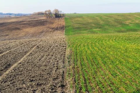 Two spring fields - cultiveted and with young crops. 스톡 사진