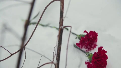 Two spring flowers in winter Stock Footage 133893318