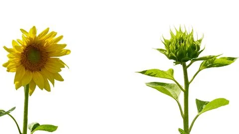 Two spring young flower heads of sunflower for design Stock Photos