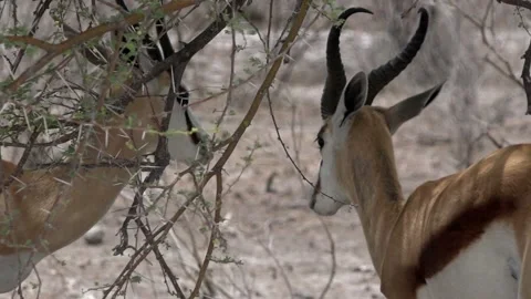 Two springbok antelope resting under bush in Okavango delta, Botswana Stock Footage 125379238
