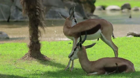 Two Springbok in the Wild Vídeos de archivo 65789665