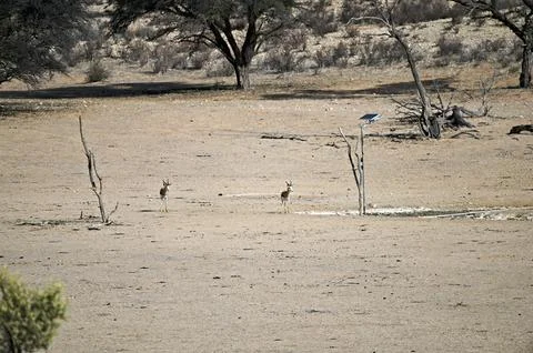 Two Springboks in dry Auob Riverbed, Kgalagadi. Stock Photos