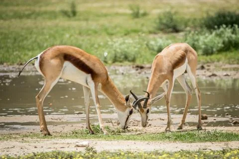Two Springboks fighting in the Kalagadi. Stock Photos