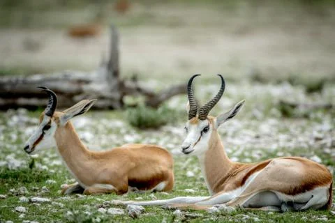 Two Springboks laying in the grass. Stock Photos