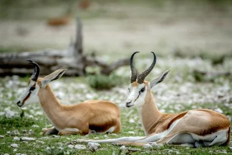 Two Springboks laying in the grass. Foto stock