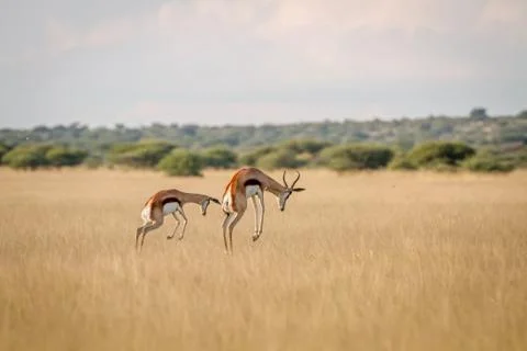 Two Springboks pronking in the grass. Stock Photos