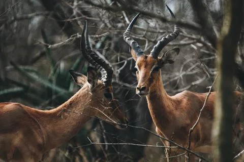Two Springboks standing in the woods Stock Photos