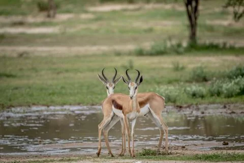 Two Springboks starring at the camera. Stock Photos