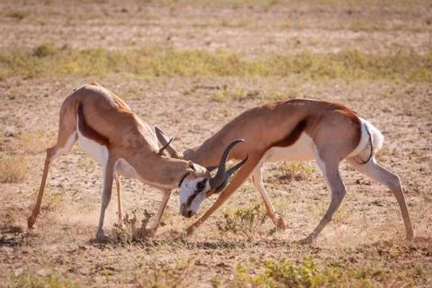 Two Springbuck rams fighting Stock Photos