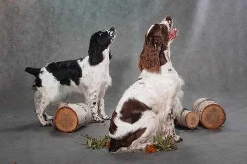 Two springer spaniels on gray background Stock Photos