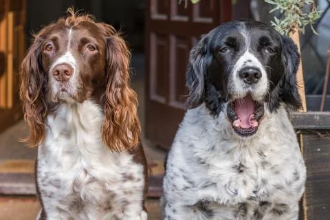 Two Springer Spaniels sat side by side expressing how they feel - Yawning Stock Photos