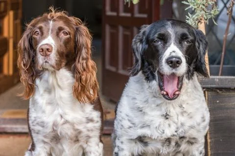 Two Springer Spaniels sat side by side expressing how they feel - Yawning Stock Photos