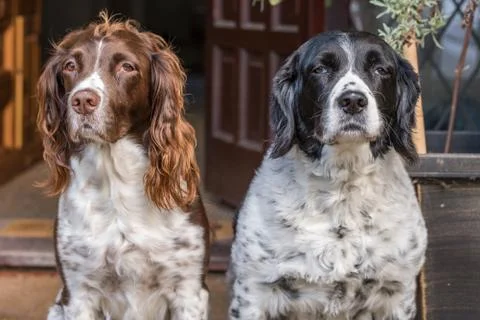 Two Springer Spaniels sat side by side expressing how they feel. Stock Photos