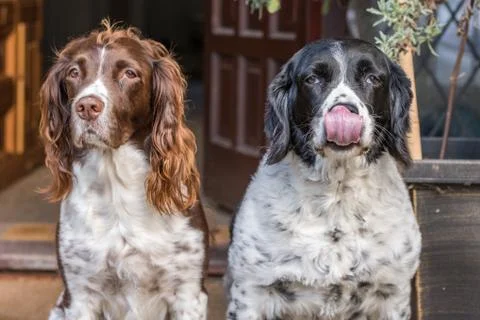 Two Springer Spaniels sat side by side expressing how they feel - Tongue Out Stock Photos