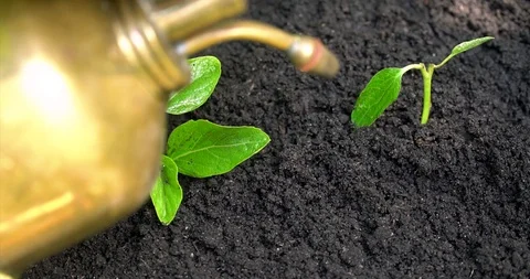 Two sprout and man's hand watering them from vintage pulverizer. Stock-Footage 127747433