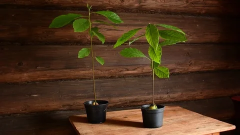 Two sprouts of avocado Stock Footage 116602479
