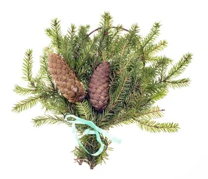 Two spruce branches with pine cones Stock Photos